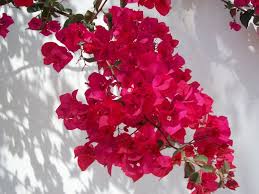 Bougainvillier