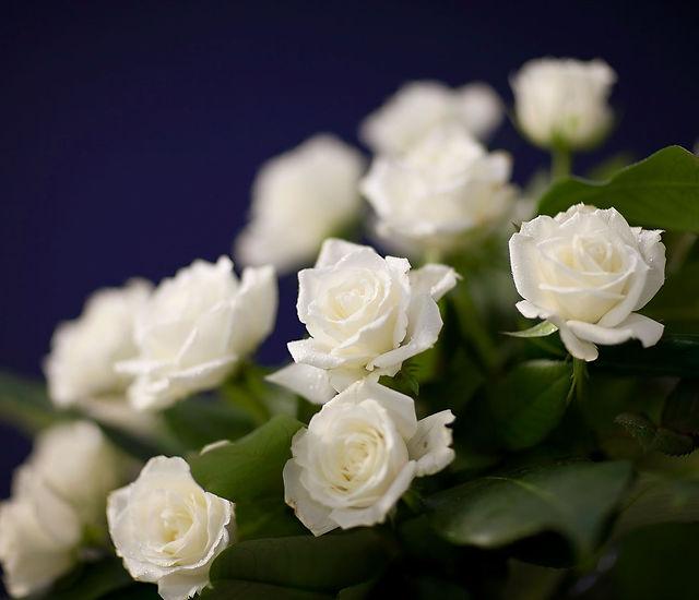 Roses-blanches