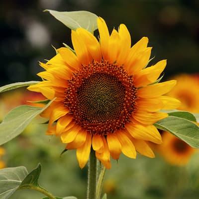 Tournesol