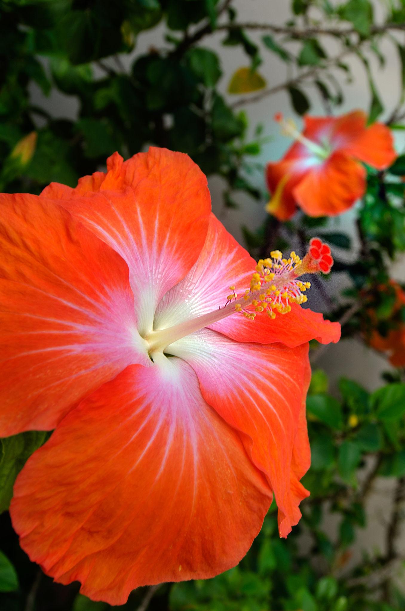 Hibiscus