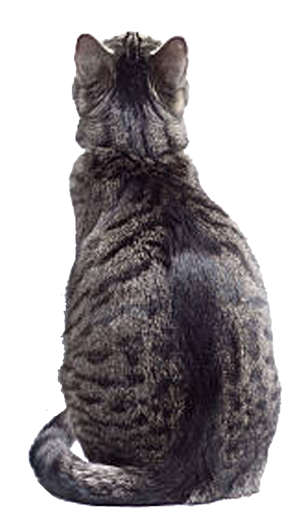 -00-chat-de-dos-01