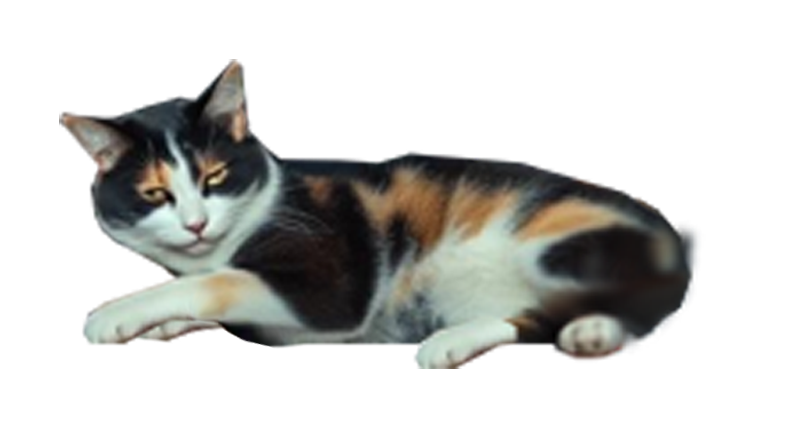 -00-chat-de-tenebrae-002-mieux