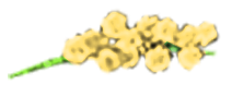 -00-mimosa-brin