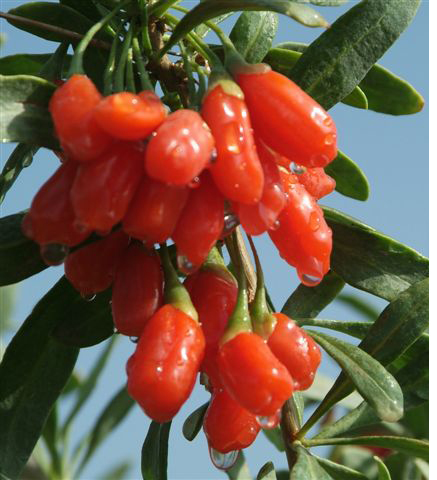 Goji 1