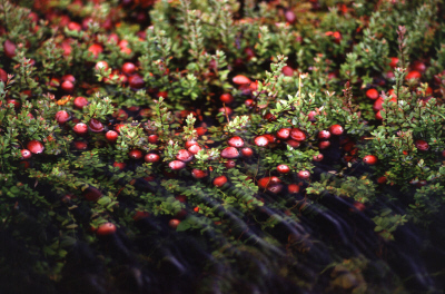 Cranberry bog small