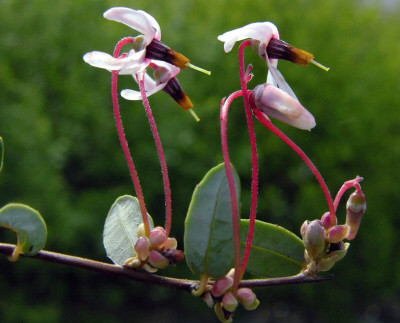 Cranberry fleurs small