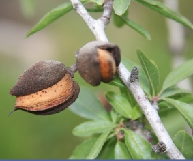 Amandefruit2
