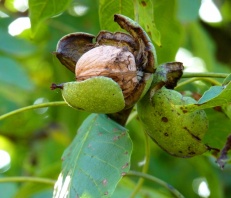 Grenoblefruitmur2
