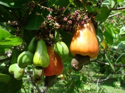 Cajoufruits