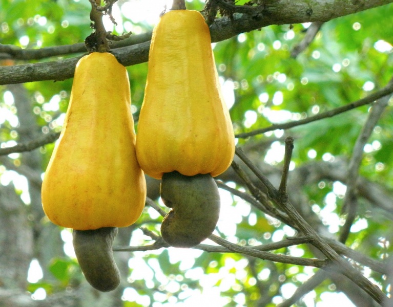 Cajoufruit2