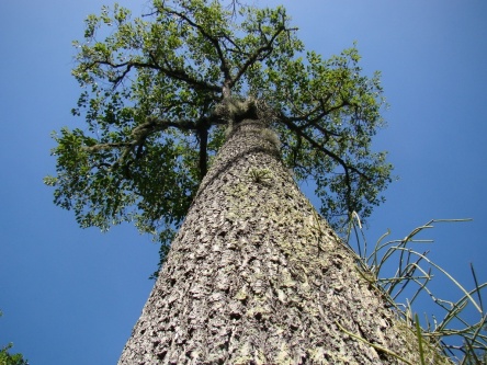Noixbresilarbre
