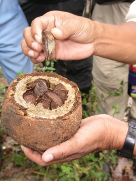 Noixbresilfrais