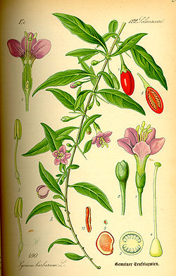 Fiche lycium barbarum