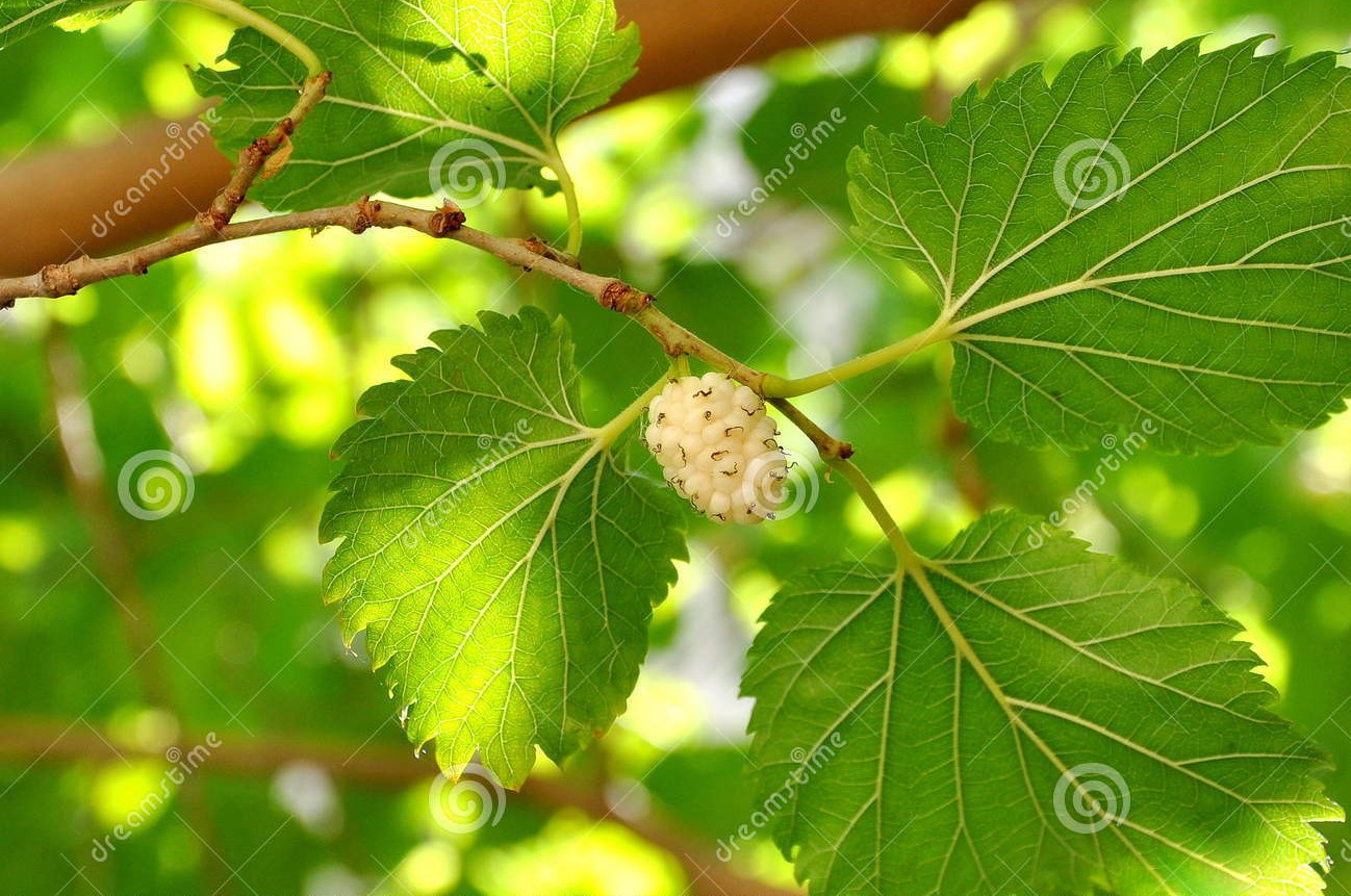 Mure blanche sur le branchement d arbre 22087678