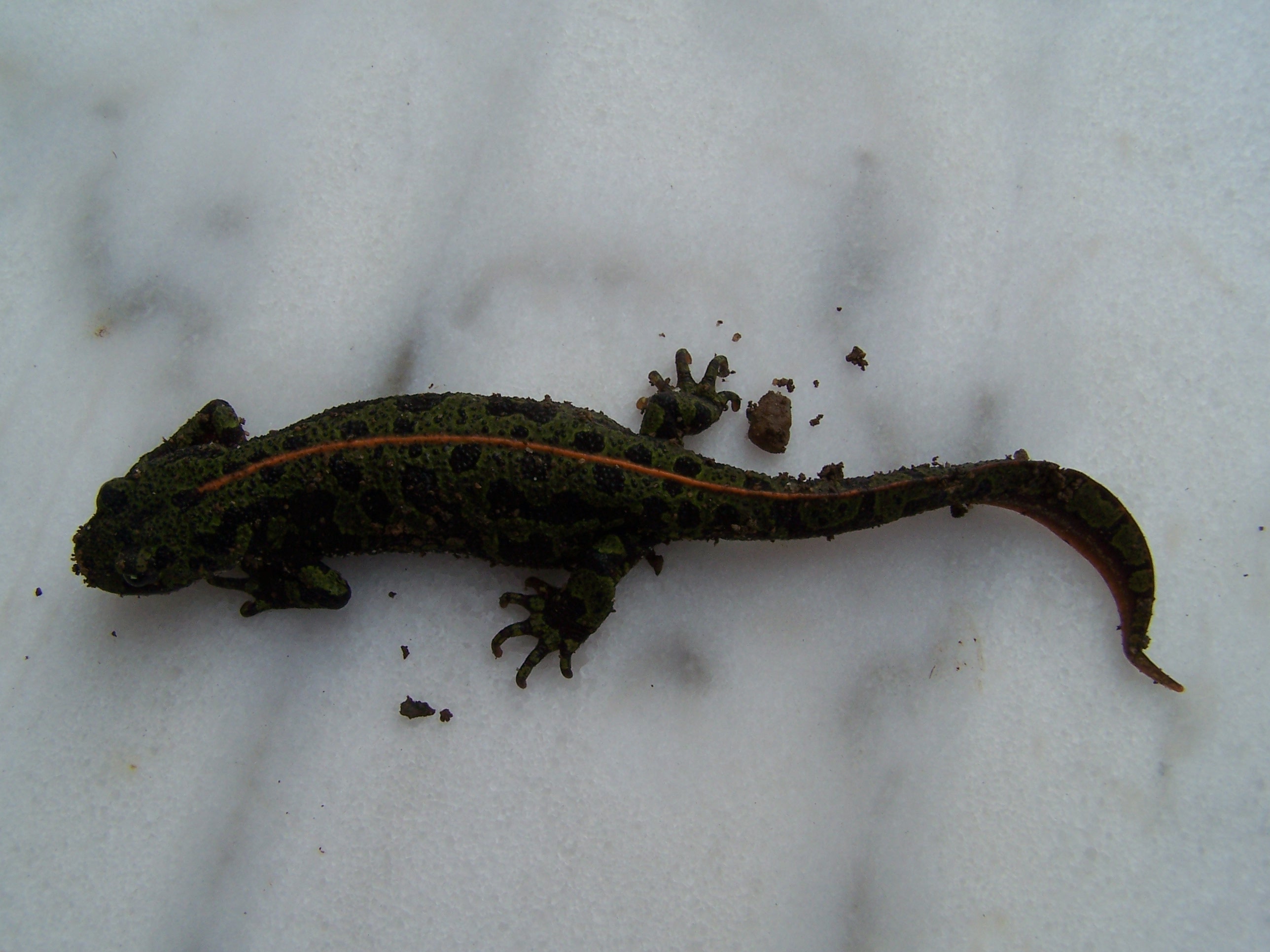 2009 10 30 salamandre 2
