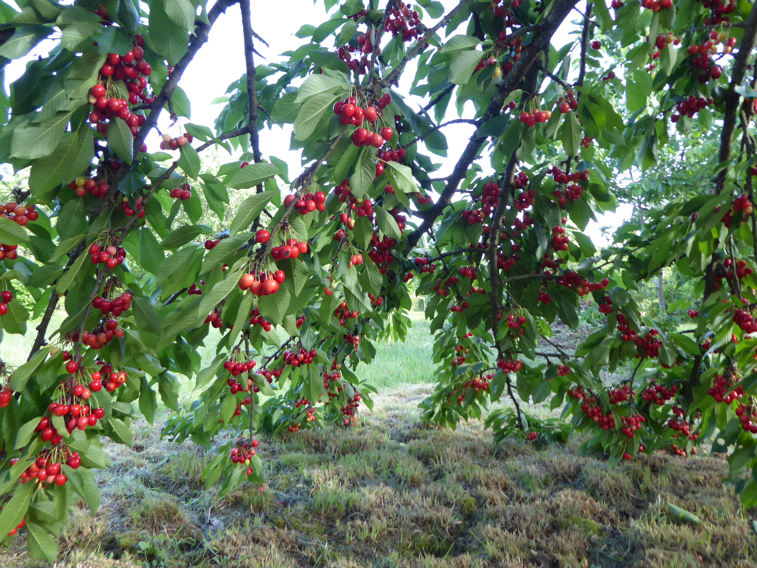 2017 06 cerises