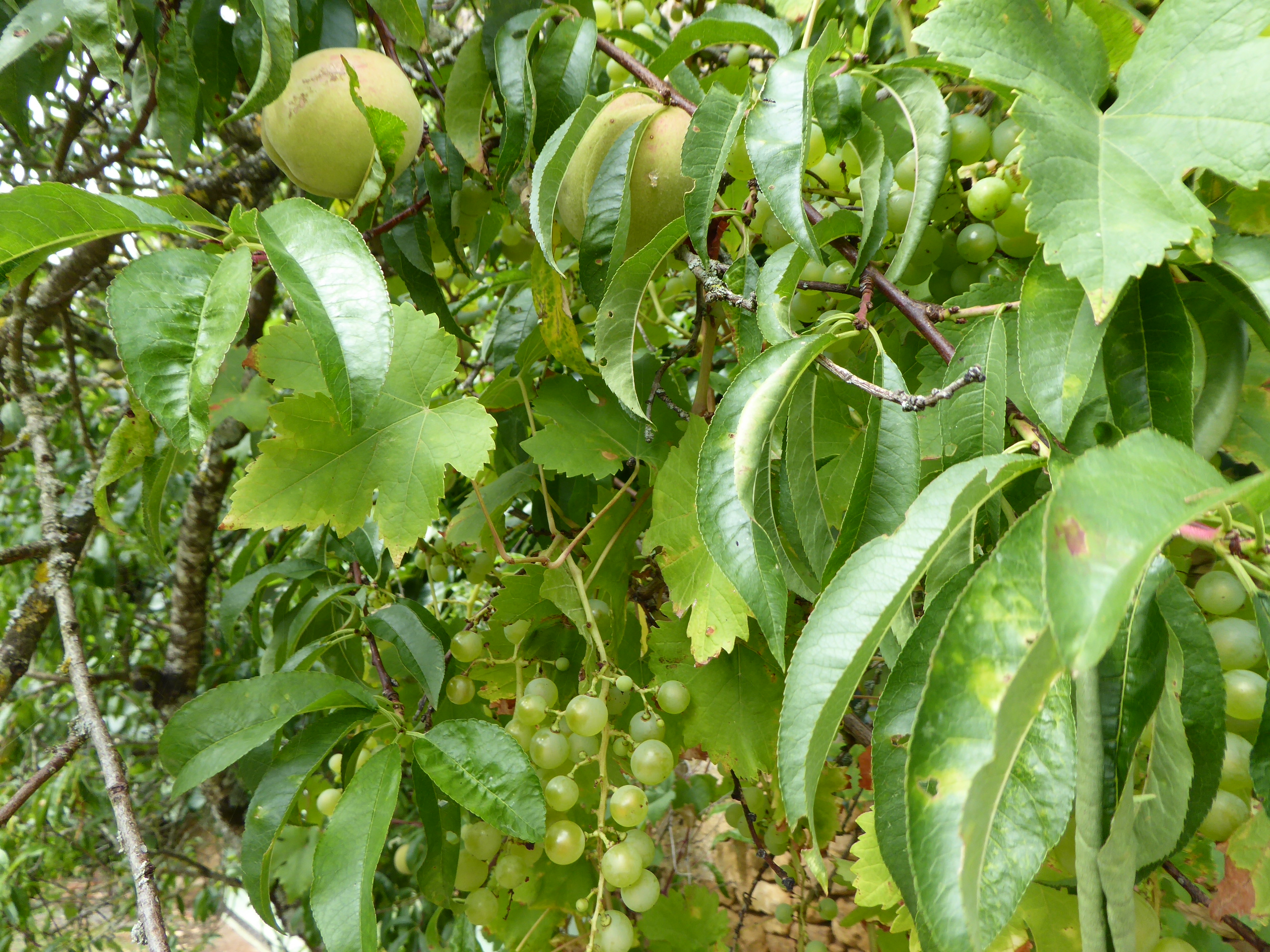 P1020540