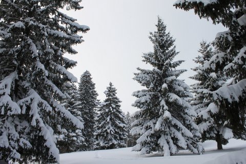 Montagnes suisses en hiver / www.montagnes-suisses.ch