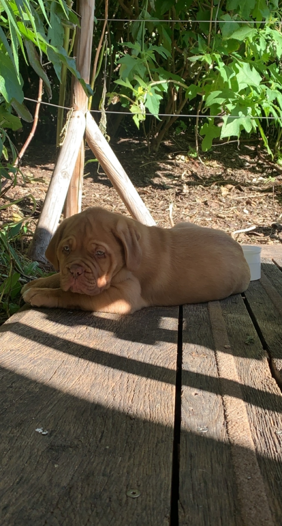 Rolls