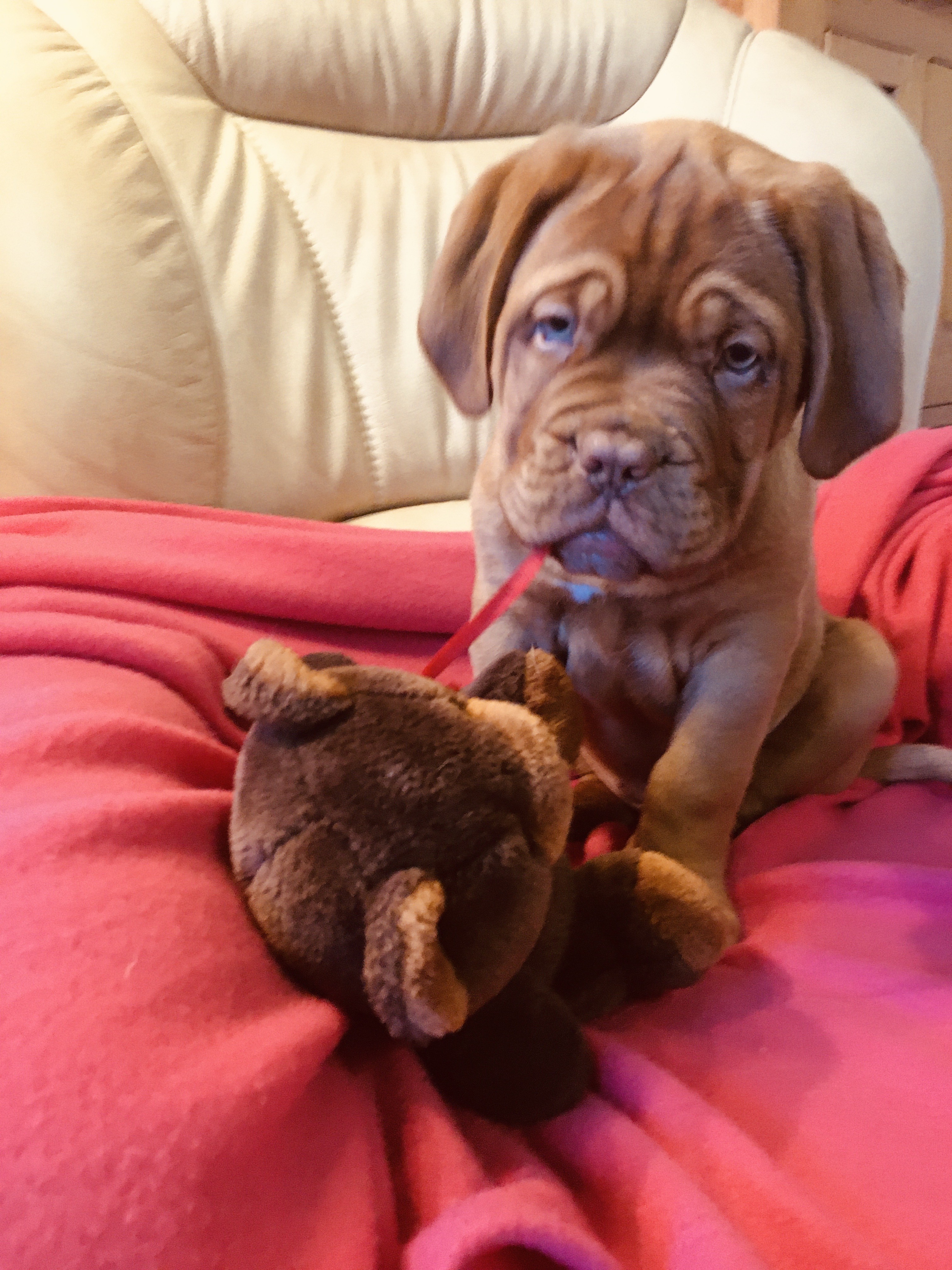Reina-rosie