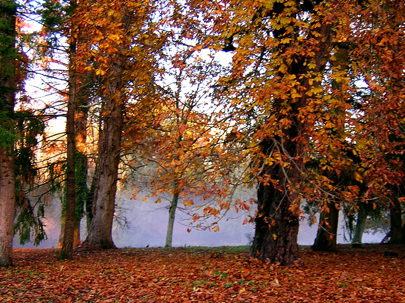 Automne domaine du chesne