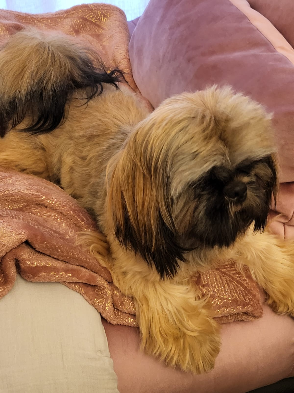 IMG-20230310-WA0002-1461-