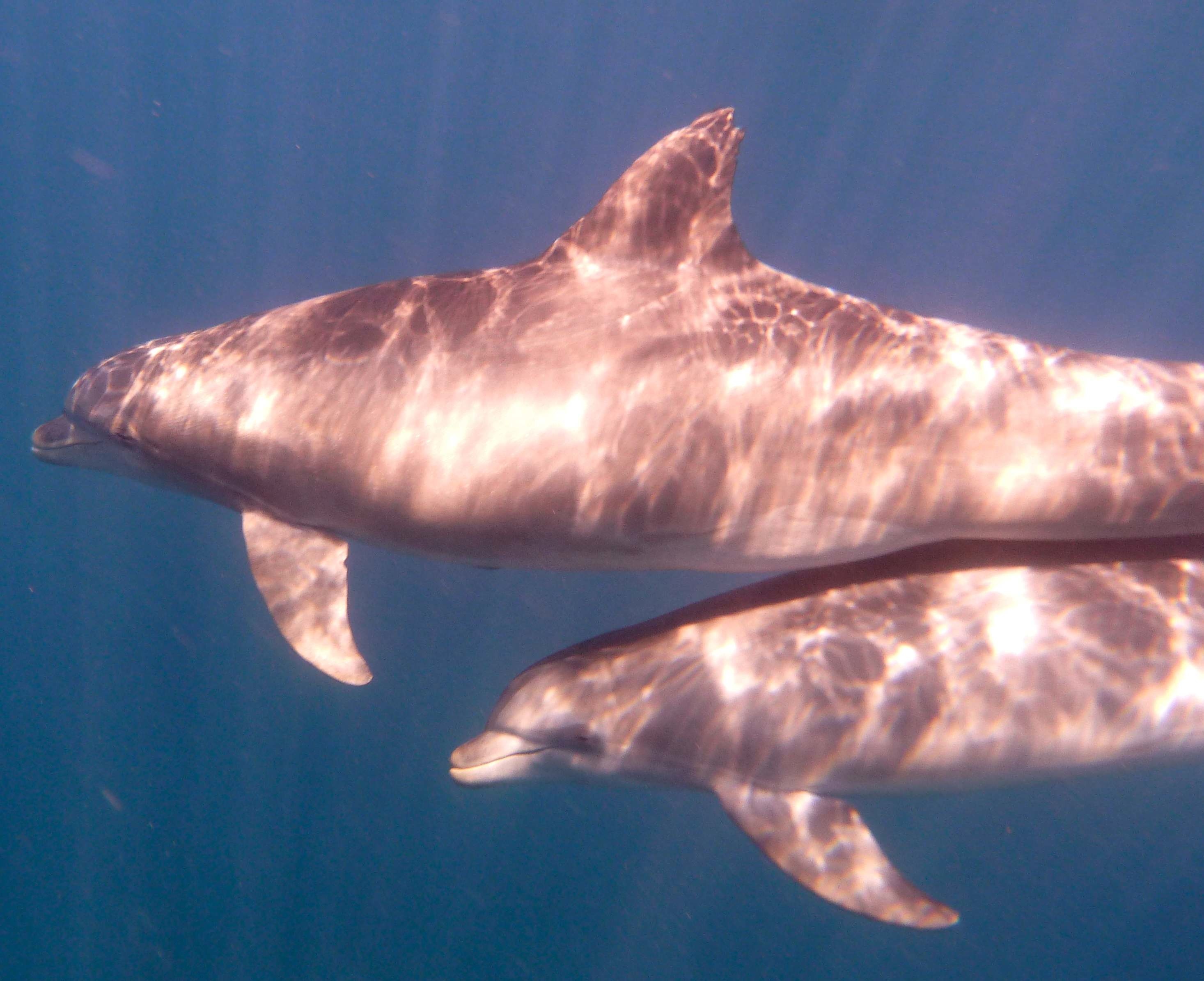 Les dauphins des saintes jojo et son histoire 