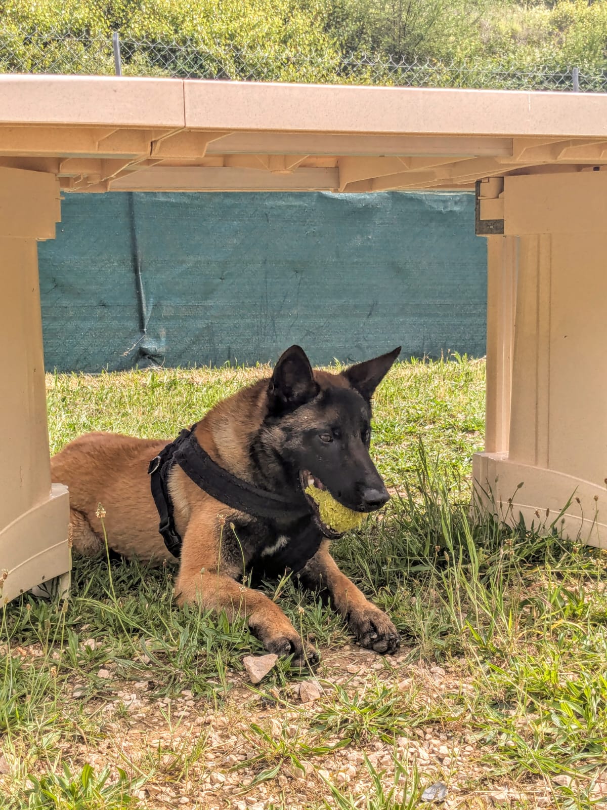 Whatsapp image 2025 06 06 at 18 40 32 1 