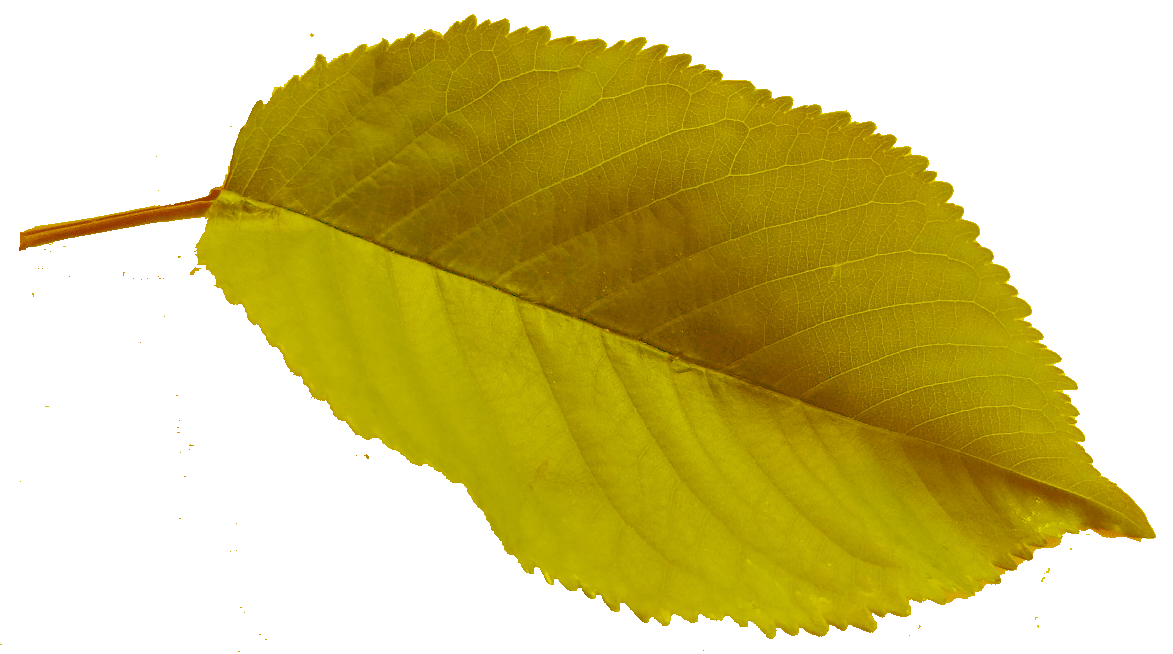 Feuilles Menu Lison 2
