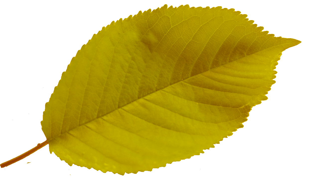 Feuilles Menu Lison 1
