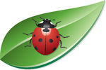 Coccinelle