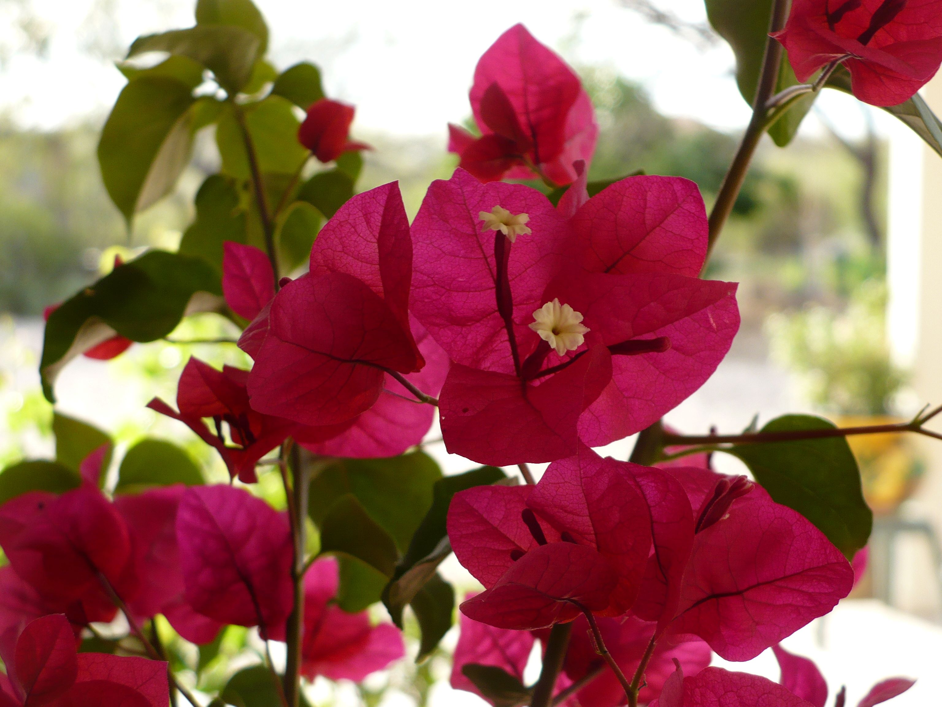 Bougainvilla med