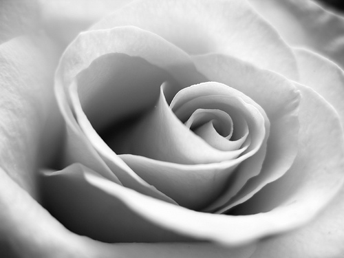Rose 3