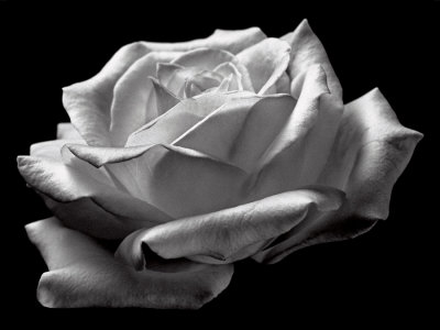 Rose 2
