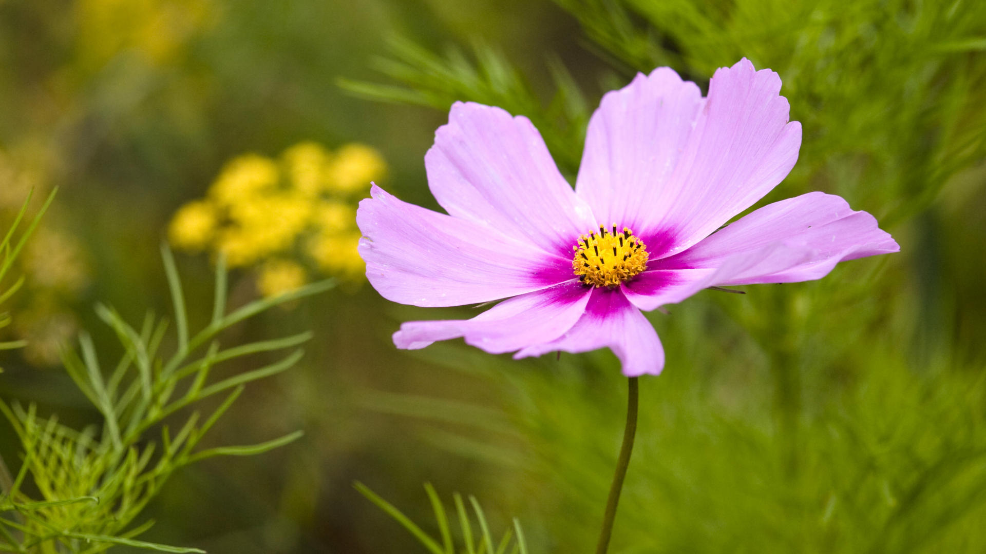 Cosmos-flower