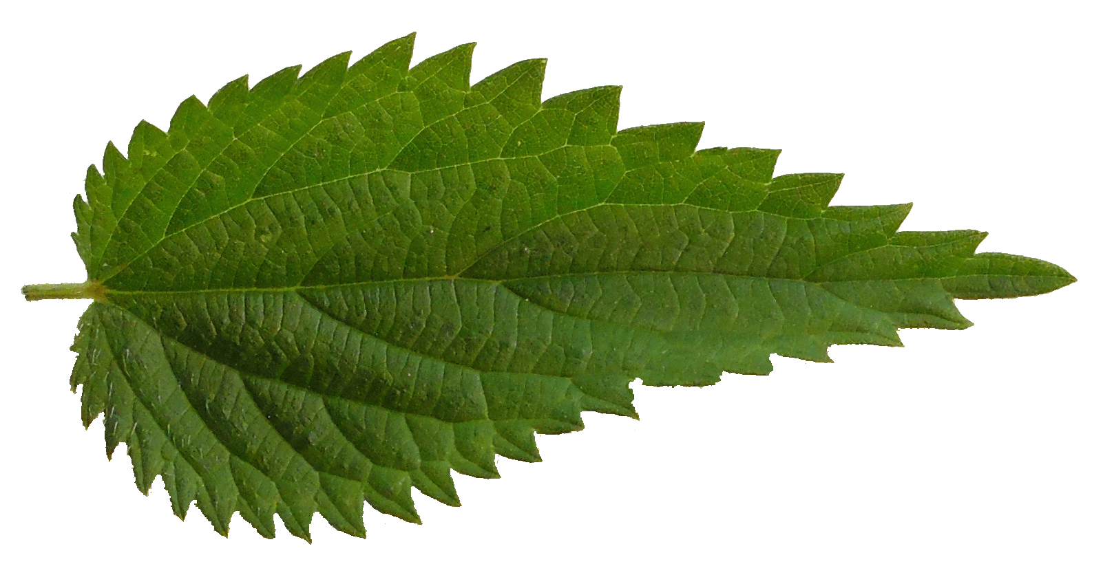 Sorci Feuille Ortie Menu 2