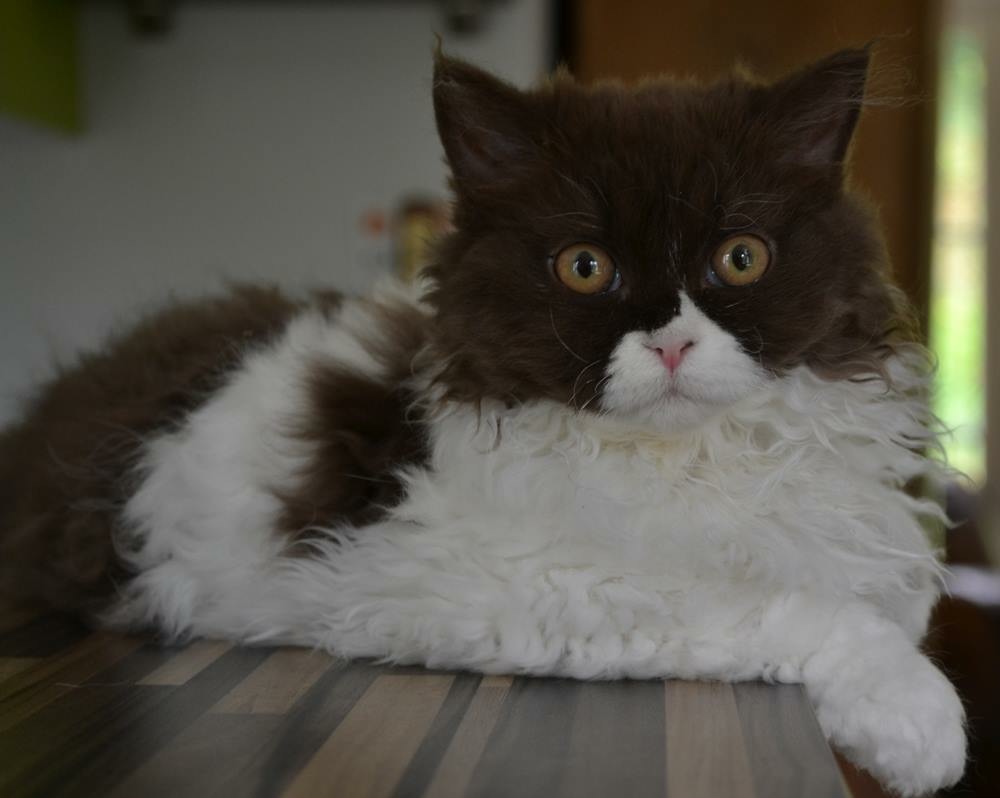 Juno Chatterie d'Amélie, Selkirk rex
