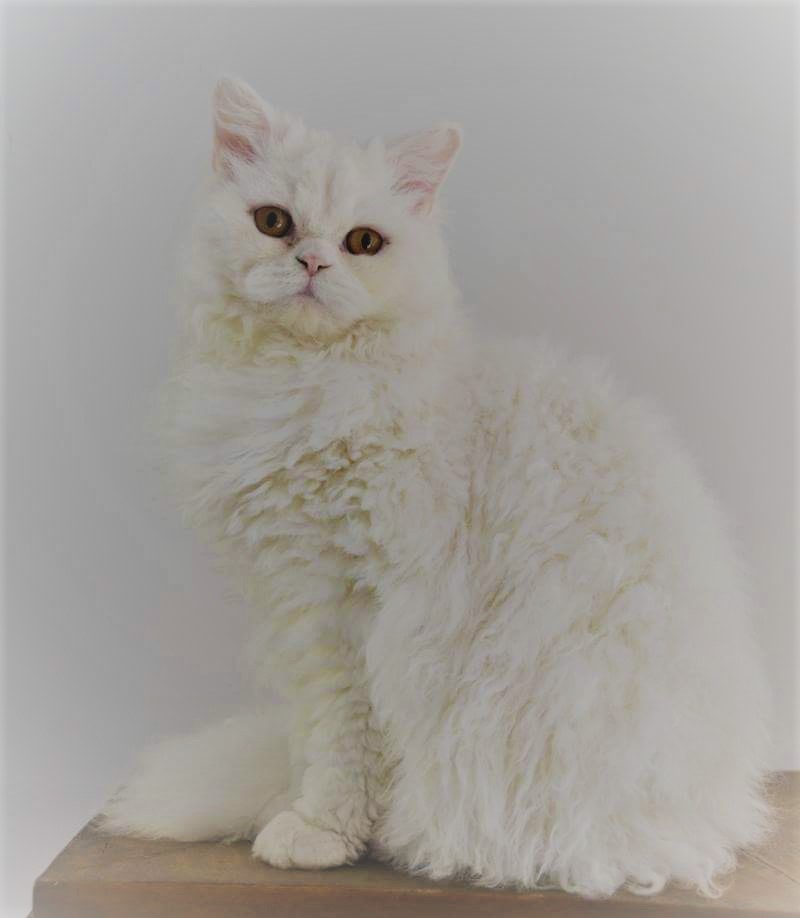 Juice Chatterie d'Amélie, Selkirk rex