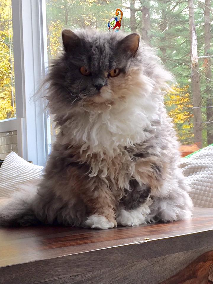 Rebelle Chatterie d'Amélie, Selkirk rex