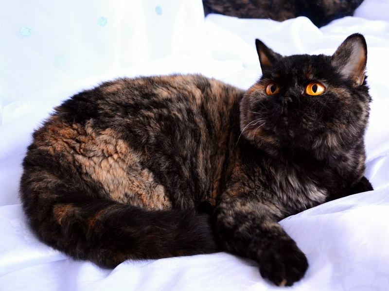 Martini Asia Chatterie d'Amélie, Selkirk rex
