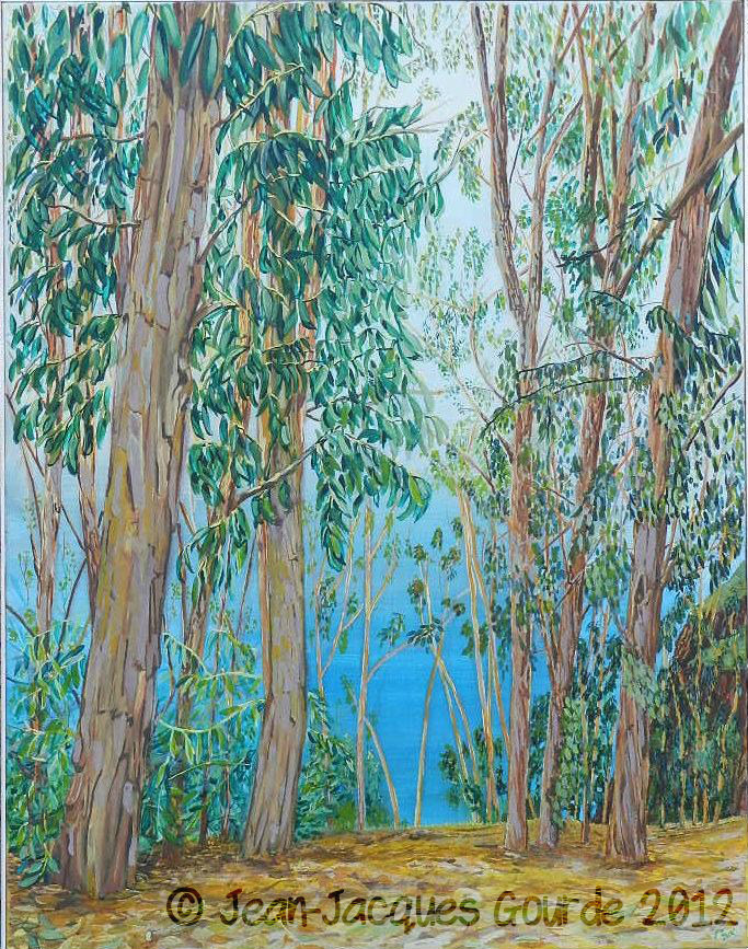 Eucalyptus 2 r