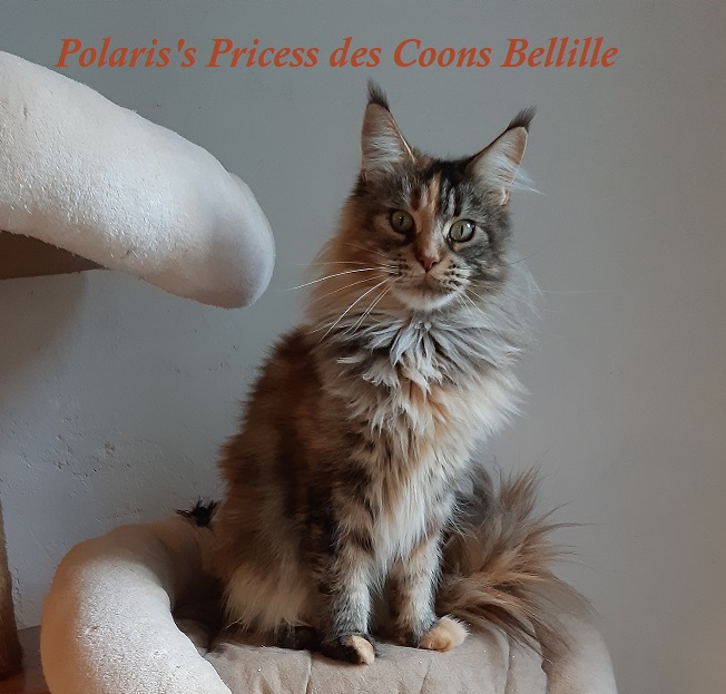 Polaris-s-Princess-des-Coons-Bellille