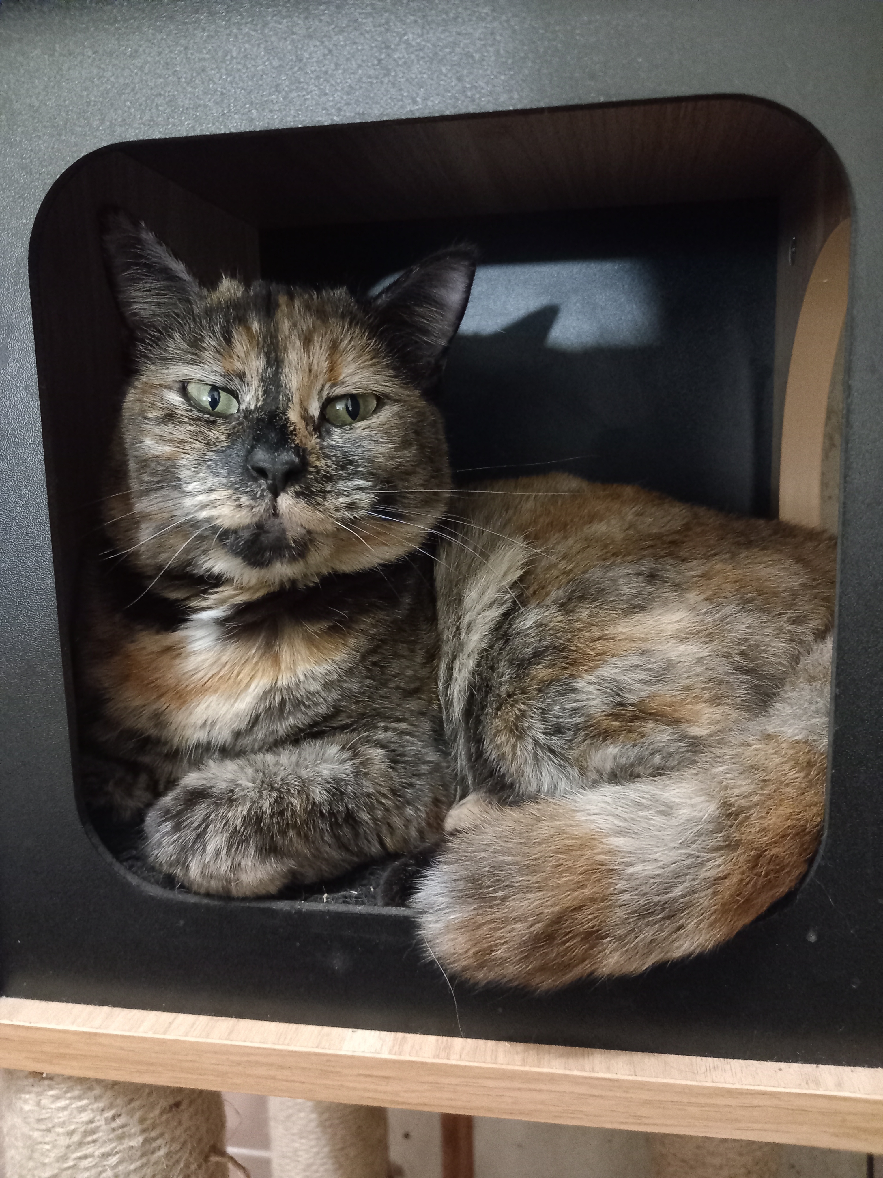 Cyndaerin Maireàd-Vannin, Manx longy black tortie