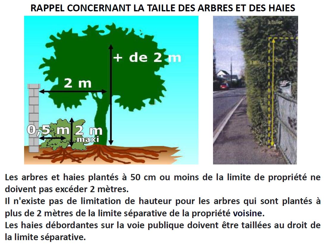 2023 affiche taille des haies et arbres