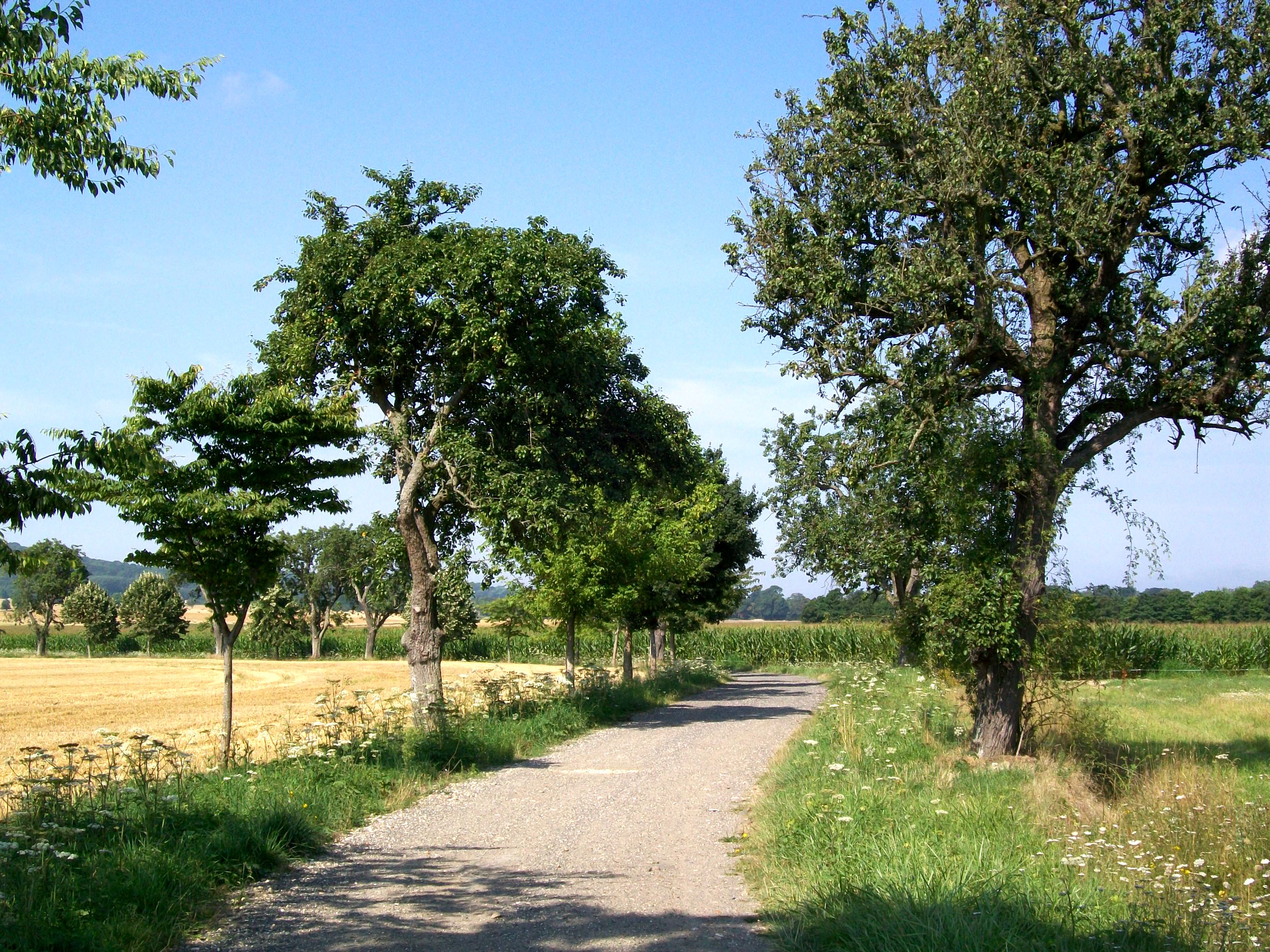 Mortefontaine 60 chemin rural dit voirie des rouliers