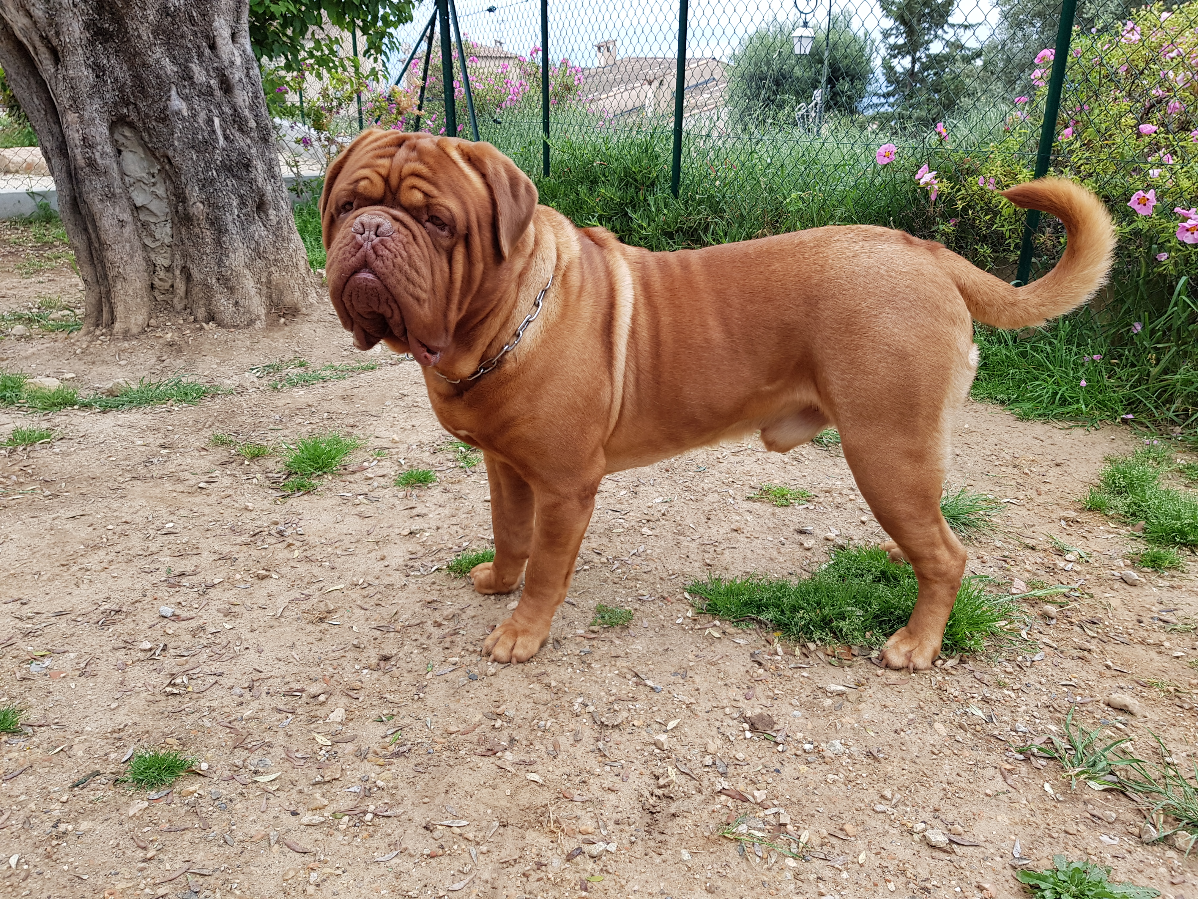 A Junior