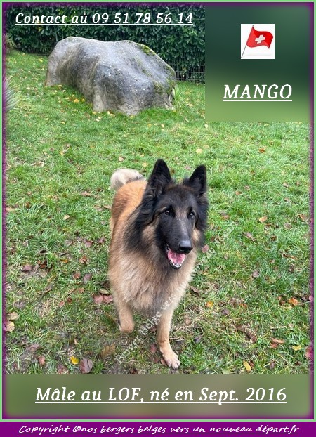 Mango-8