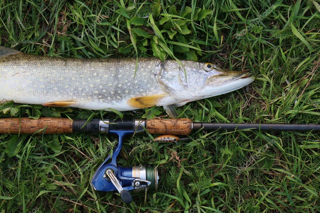Depositphotos 54787781 stock photo fishing catch pike on the