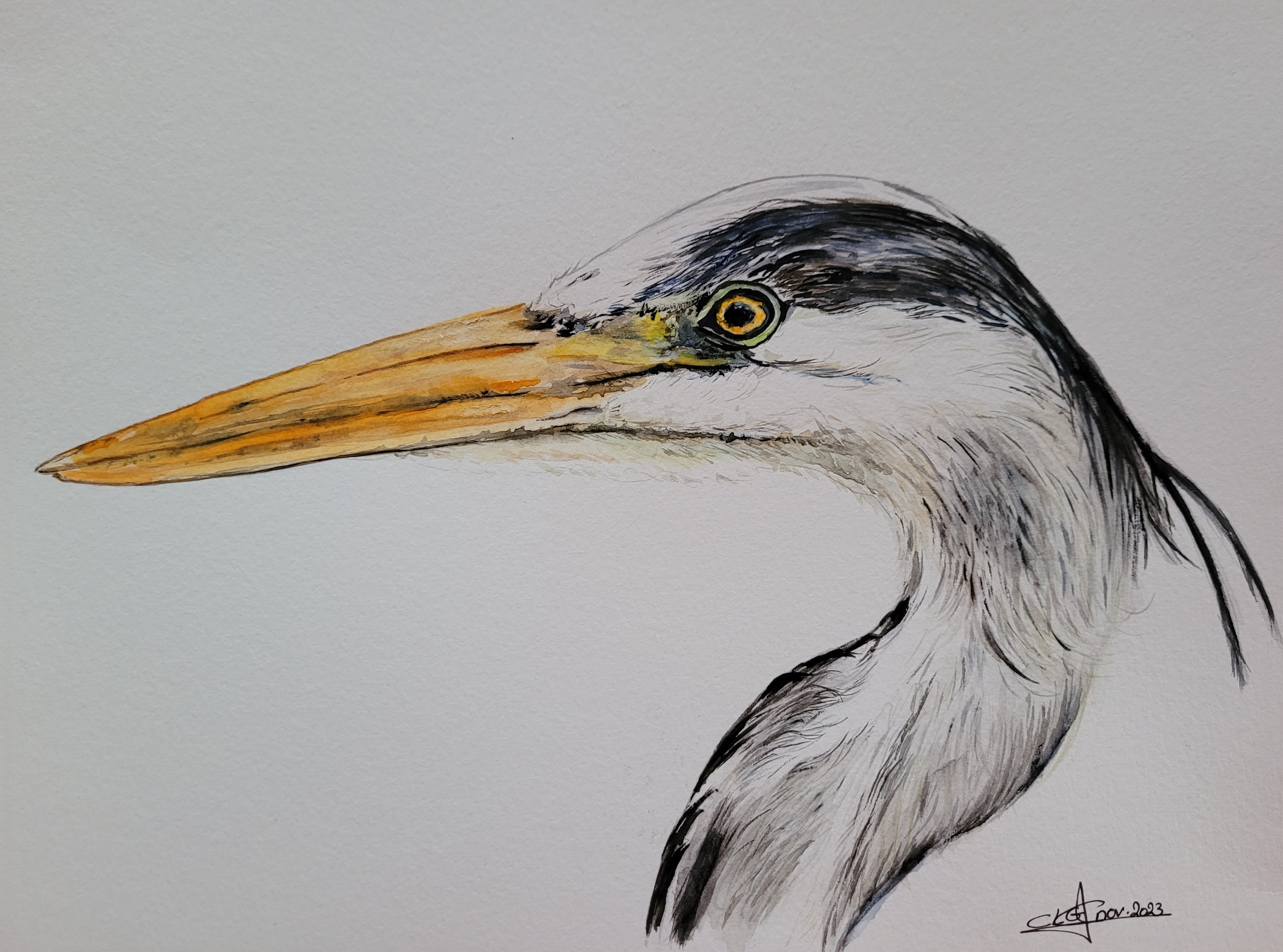 20231114 heroncendre