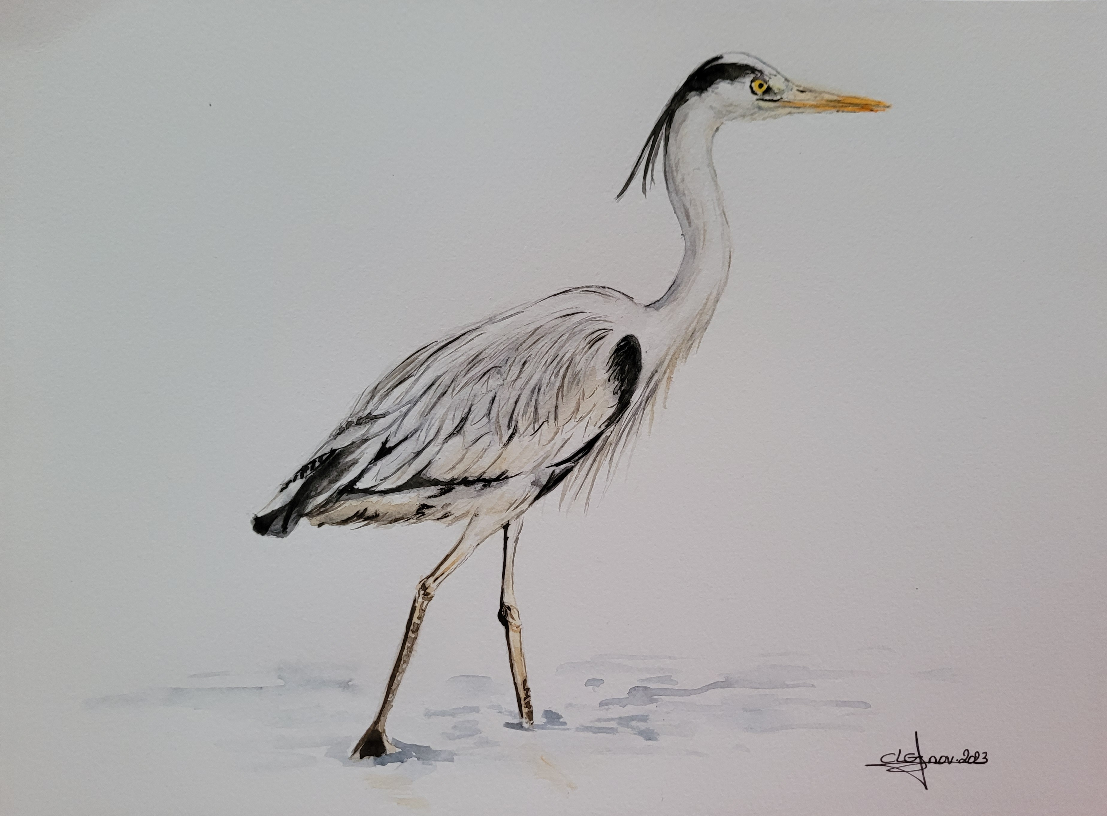 20231114 heron cendre